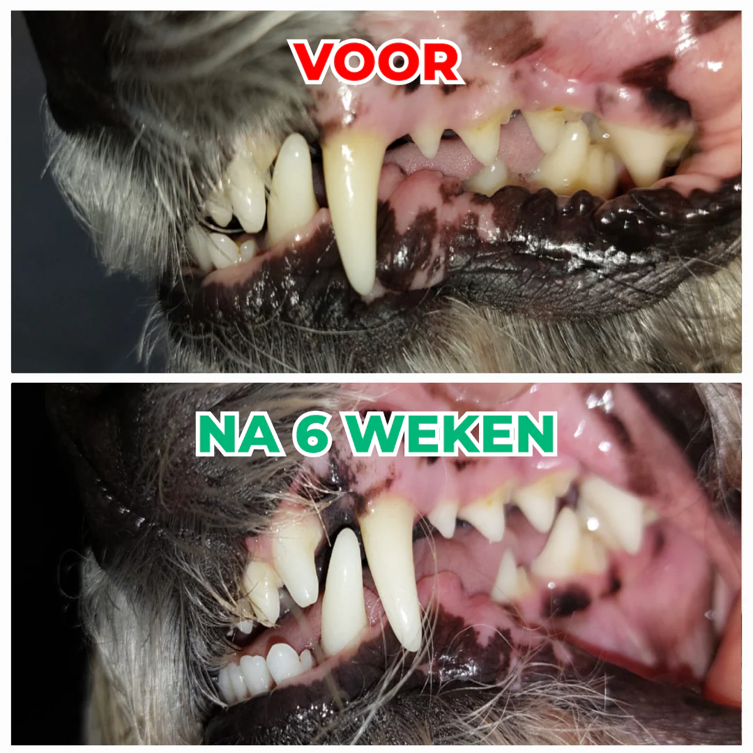 🎁 Dental Bright - Image 5