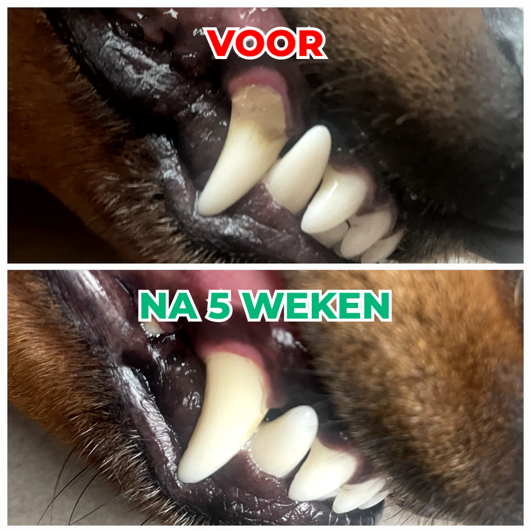 🎁 Dental Bright - Image 6
