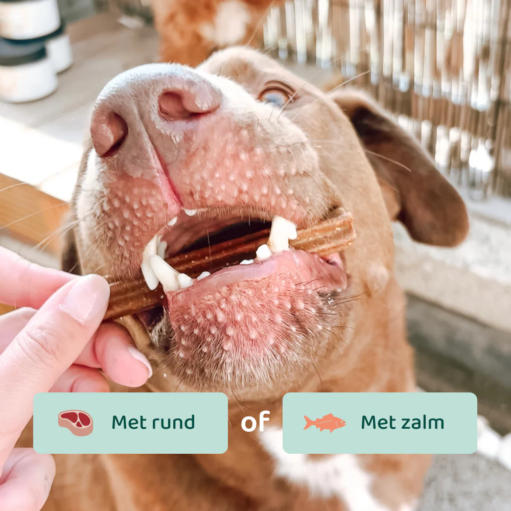 Advanced Chew Dental Sticks 🌿 7 Sticks per zakje - Image 5