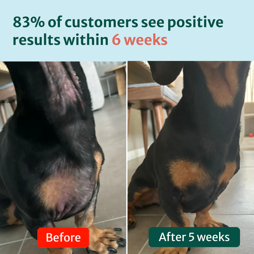 Itch Relief Probiotic Chews | Chicken Flavour | 100% Natural | 60 Soft Chews - Image 5