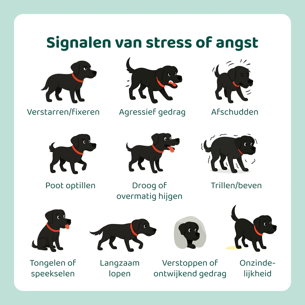 Stress & Angst GroteHond⁺ 🌿 90 snoepjes - Image 6