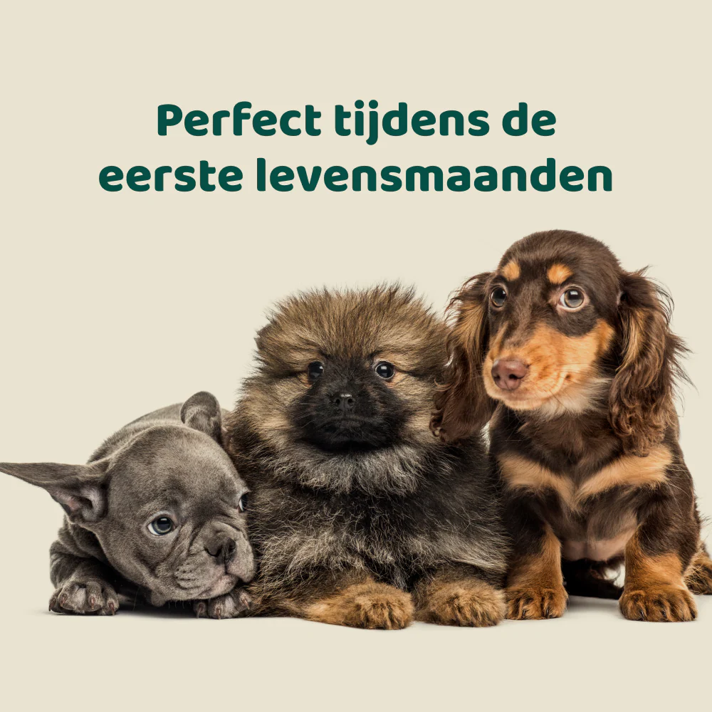 Puppy Probiotica (Zonder vlees) 🌿 45 chews - Image 7
