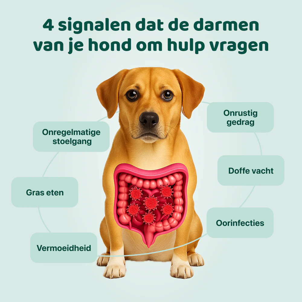 Probiotica Forte | 60 snoepjes - Image 2
