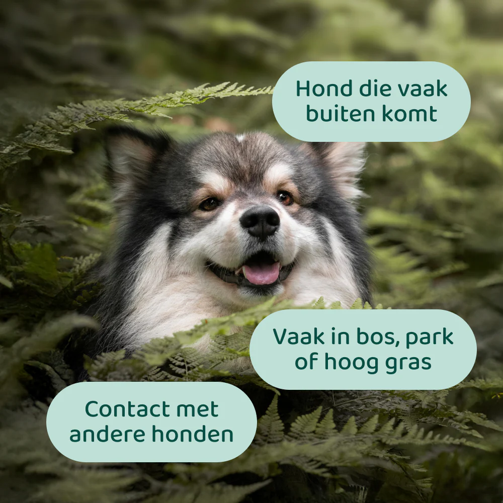 Anti-Vlooien & Teken 🌿 60 snoepjes - Image 2